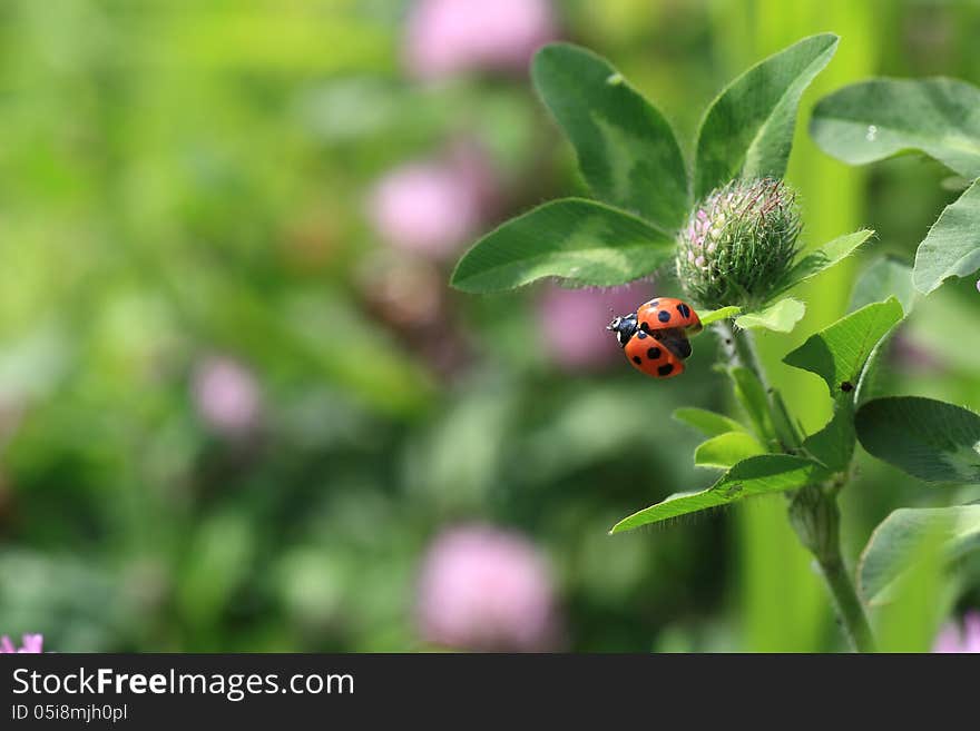 Ladybug