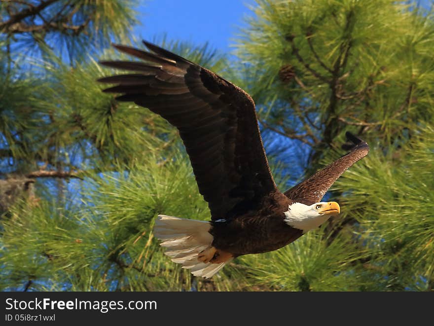 American Bald Eagle flying past a pine tree in Florida. American Bald Eagle flying past a pine tree in Florida