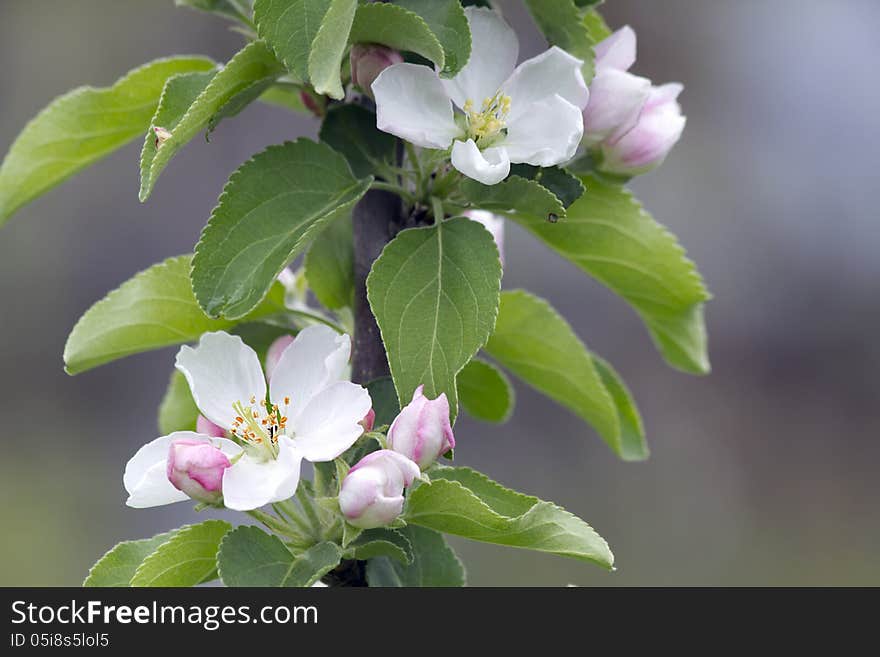 Flowers Of An Apple Tree .