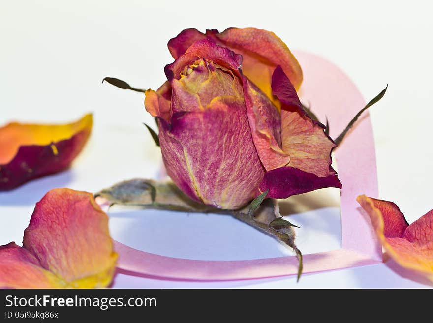 Dry rose and paper heart on a light background. Dry rose and paper heart on a light background