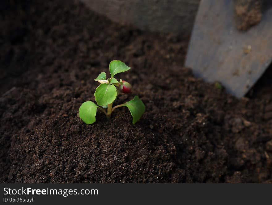 Planting A Flower