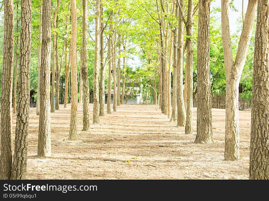 Beautiful Trees Row In The Park