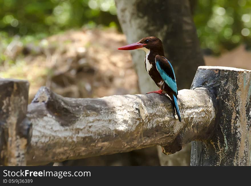 A kingfisher