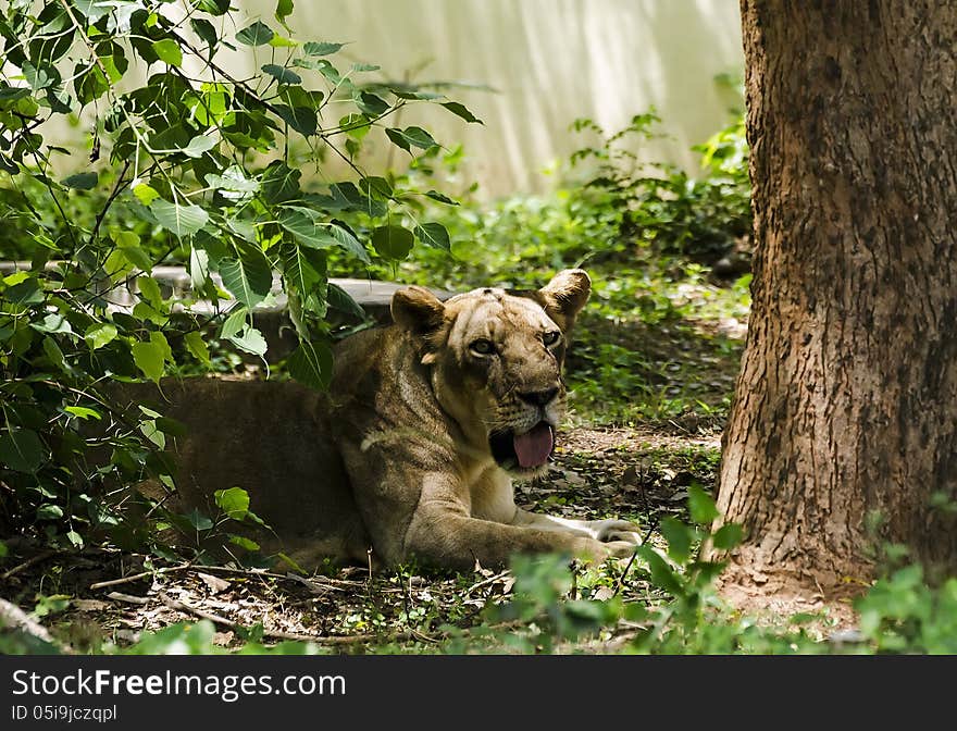 A Lioness resting in shade on a hot summer day. A Lioness resting in shade on a hot summer day.