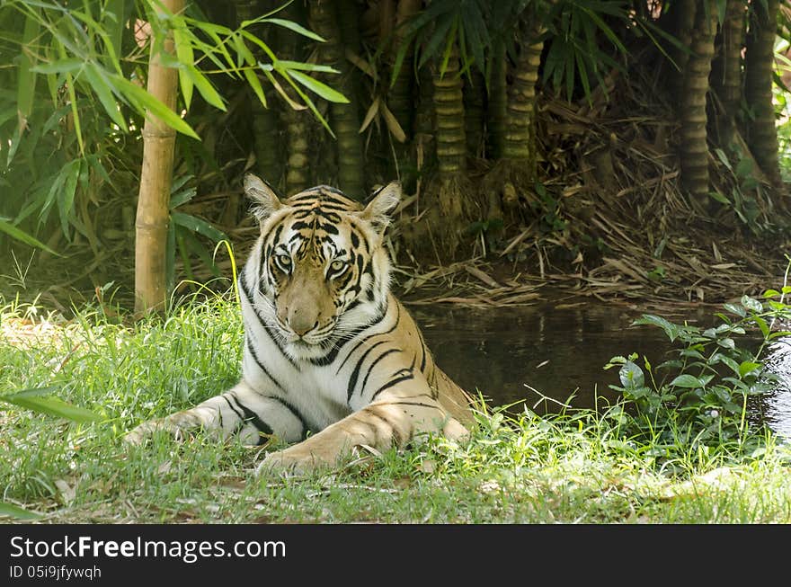 Tiger In Pool