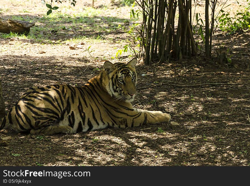 A Tiger relaxing in shade on a hot summer day. A Tiger relaxing in shade on a hot summer day.