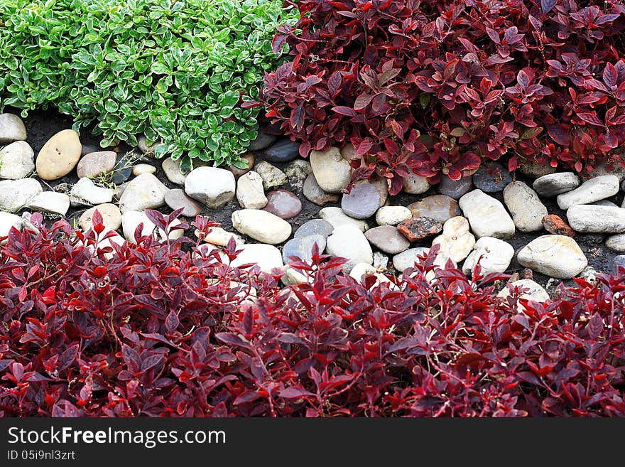 Colorful plant and stone for texture or background