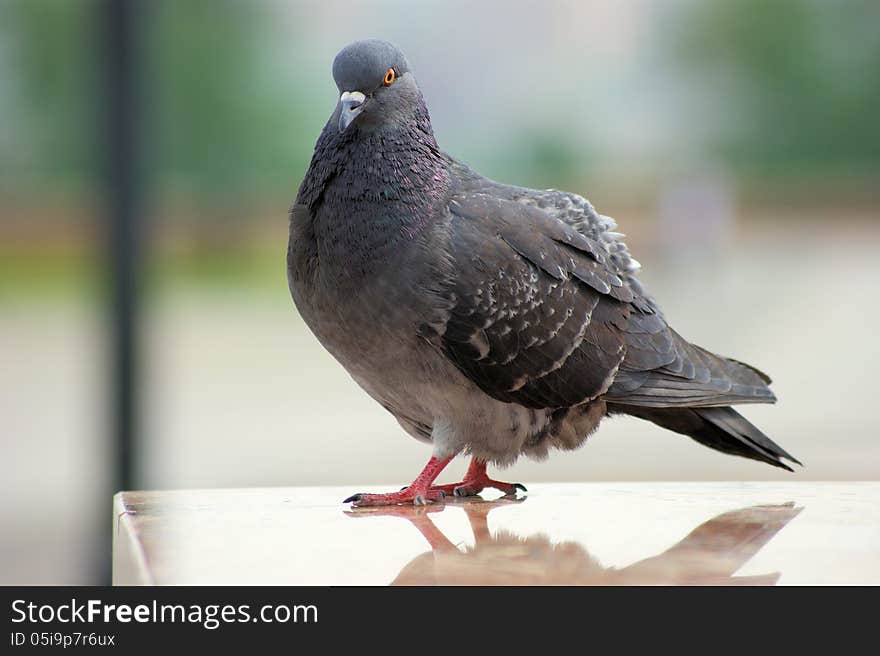 Dove on the background of the cityscape. Dove on the background of the cityscape