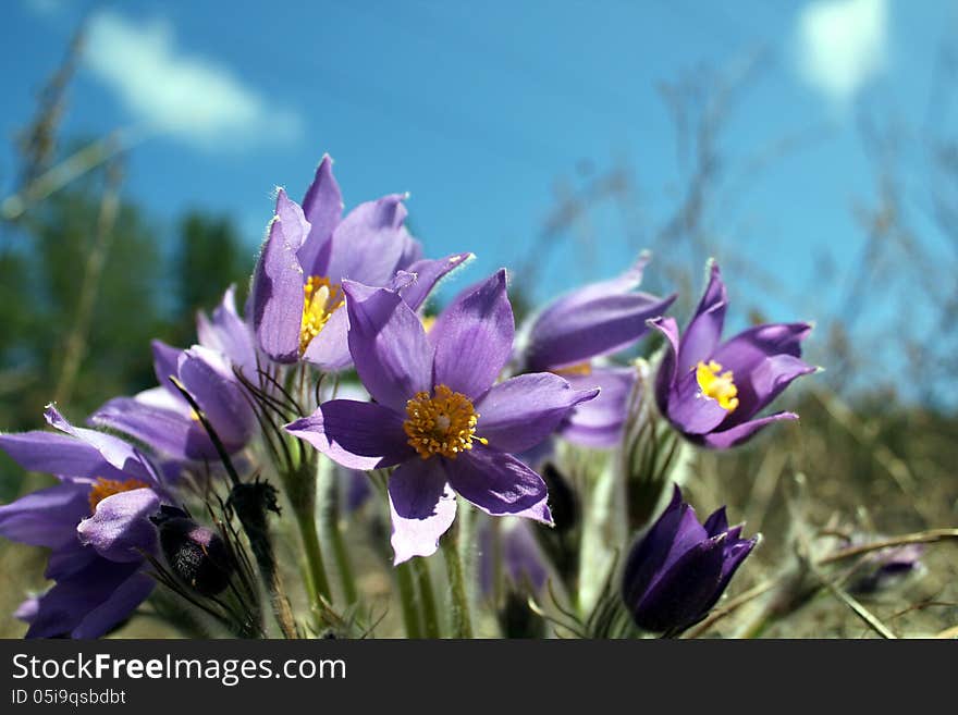 Pulsatilla patens. Early spring flower