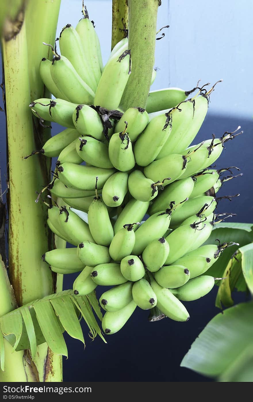 Bunch of bananas