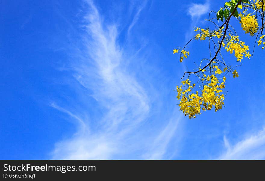 Cassia Fistula in clear blue sky. national tree of Thailand