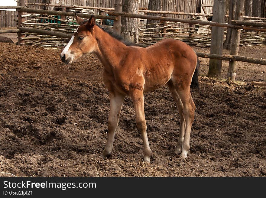 Foal standing on the ground