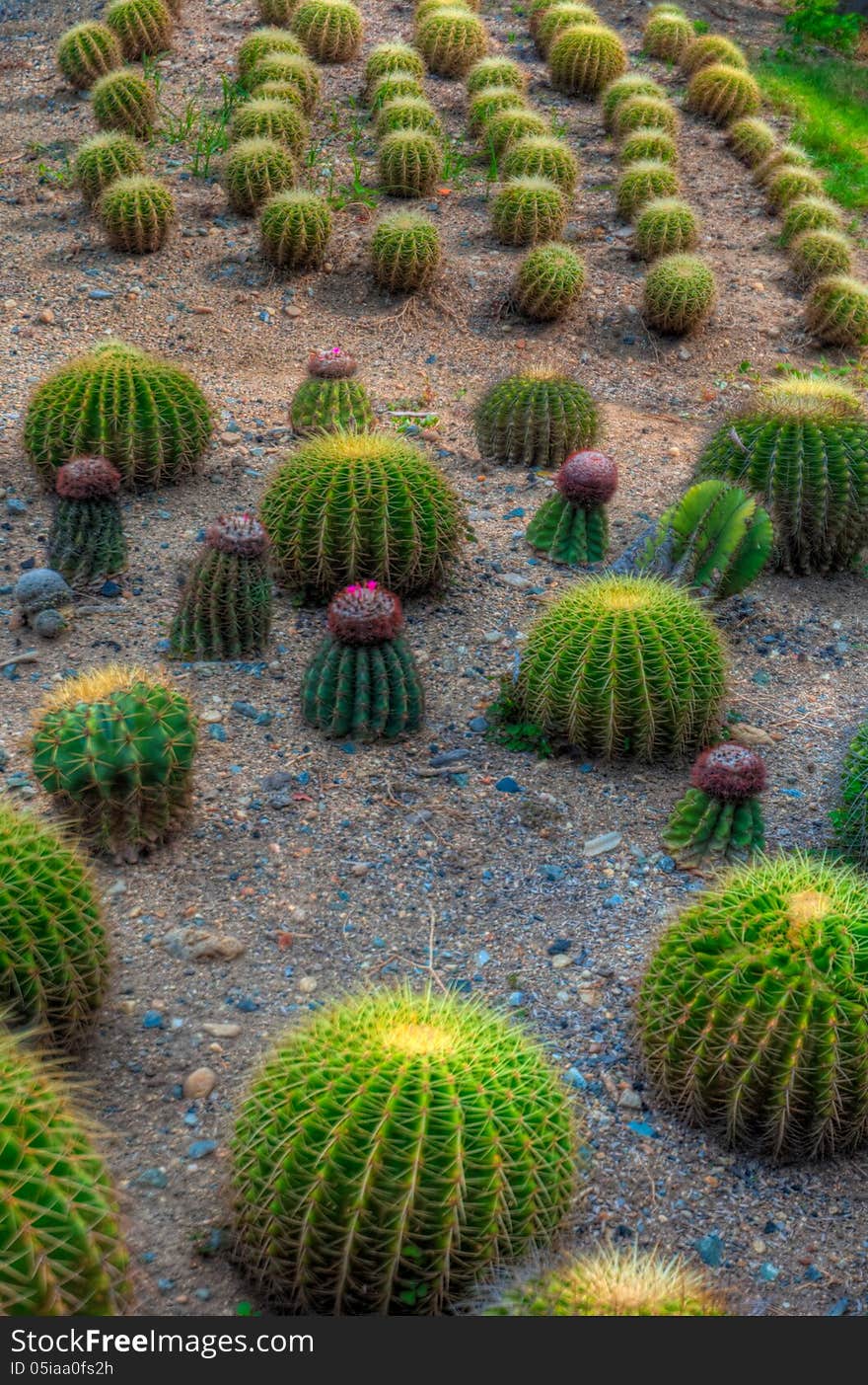 Exotic botanical garden in the North of Thailand