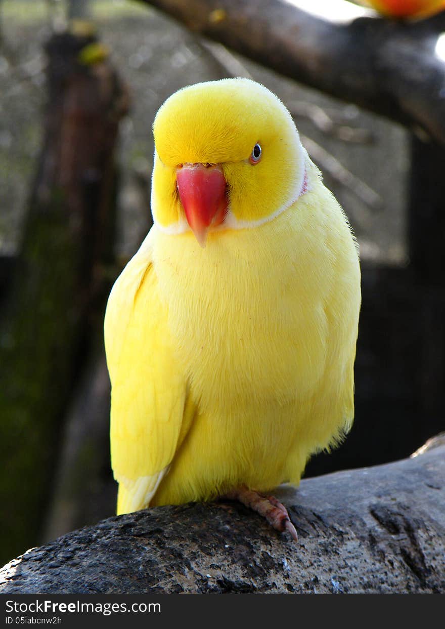 Yellow parakeet standing on branch