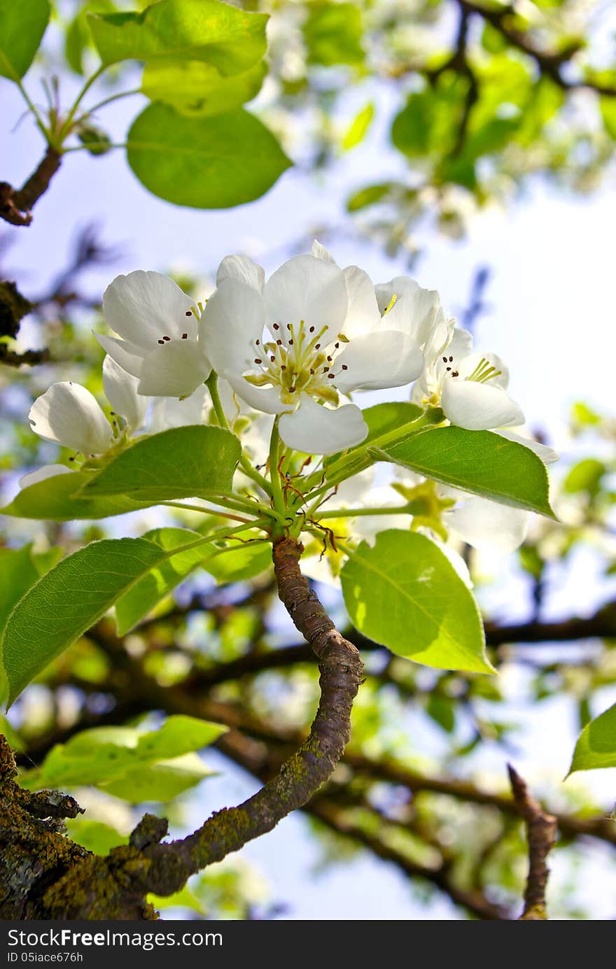 The blossoming branches of trees in the forest