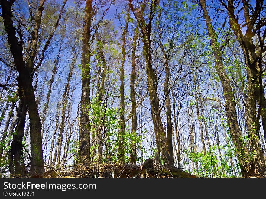 Reflection of the forests in the water of a forest lake