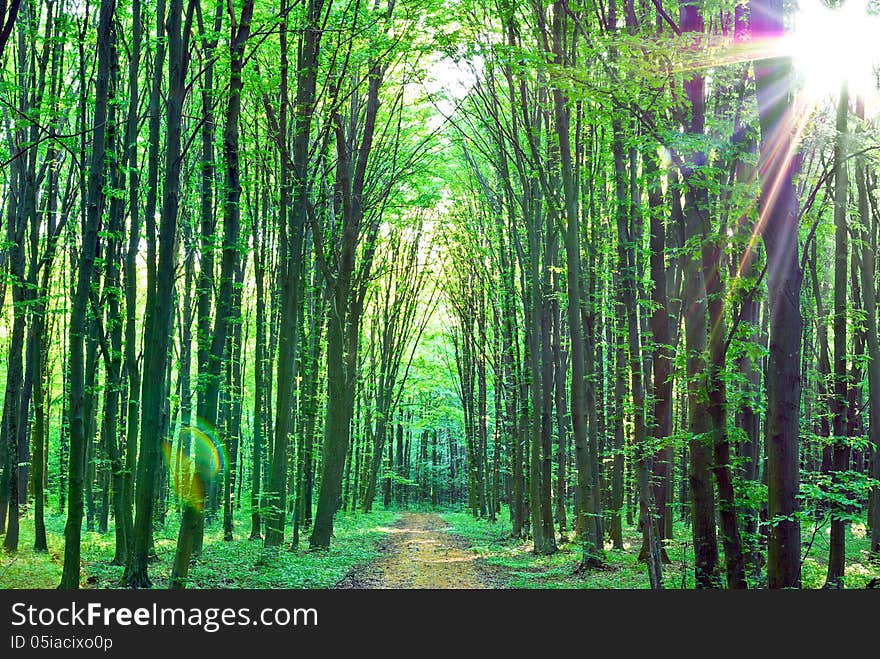 Green Trees Sunny Day In The Forest