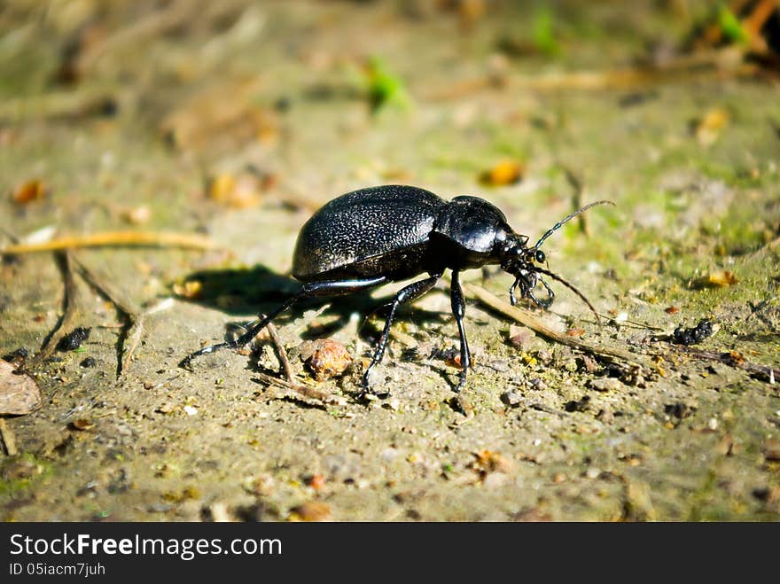 Black Beetle In The Summer On A Forest Path