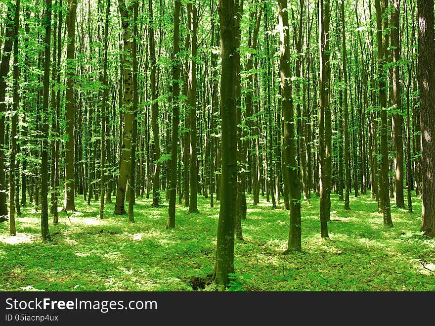 Green Trees Sunny Day In The Forest