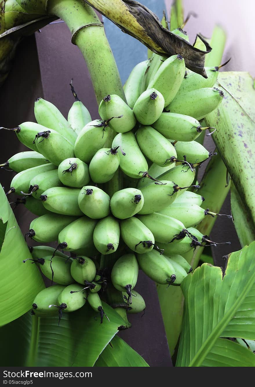 Bunch Of Bananas