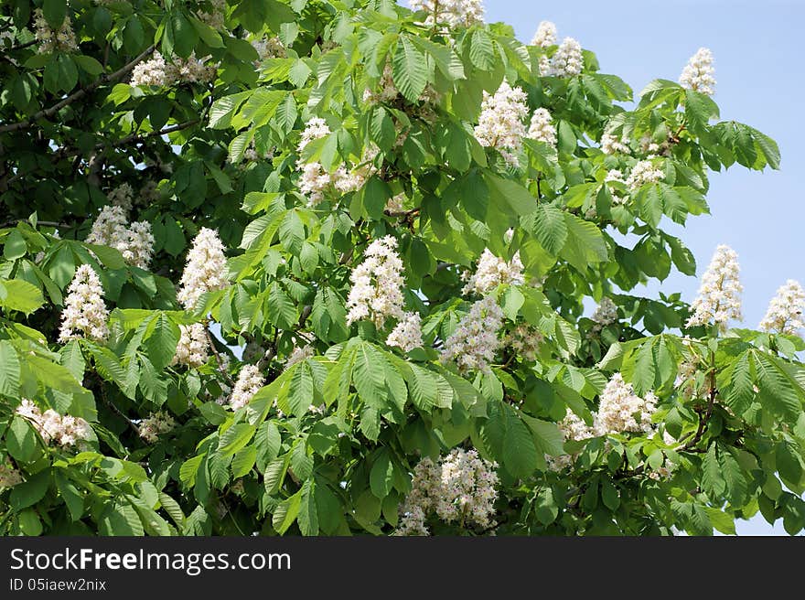 White flowers on the chestnut tree