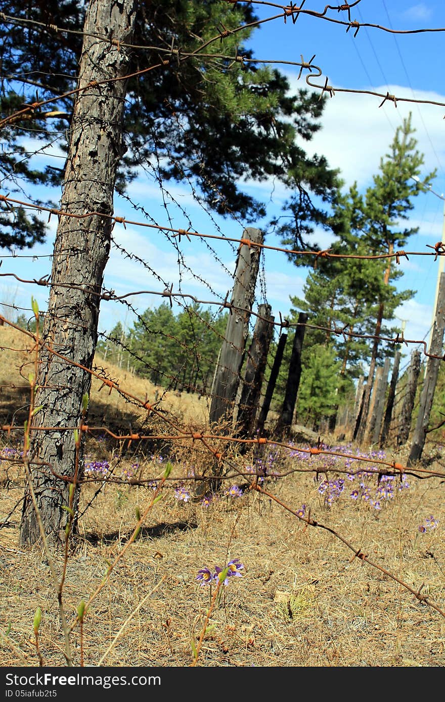 Rusty Barbed Wire