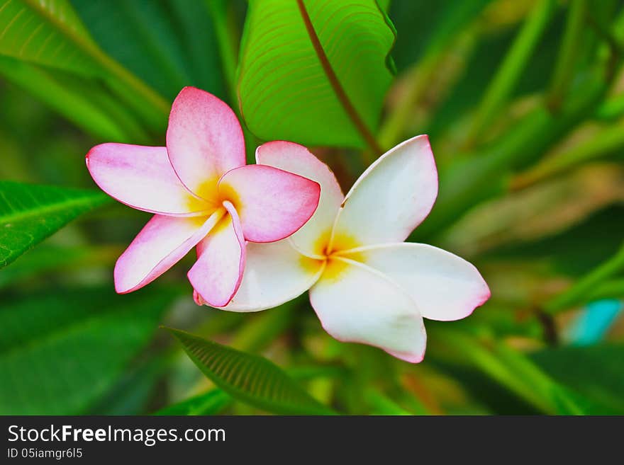 Frangipani flowers