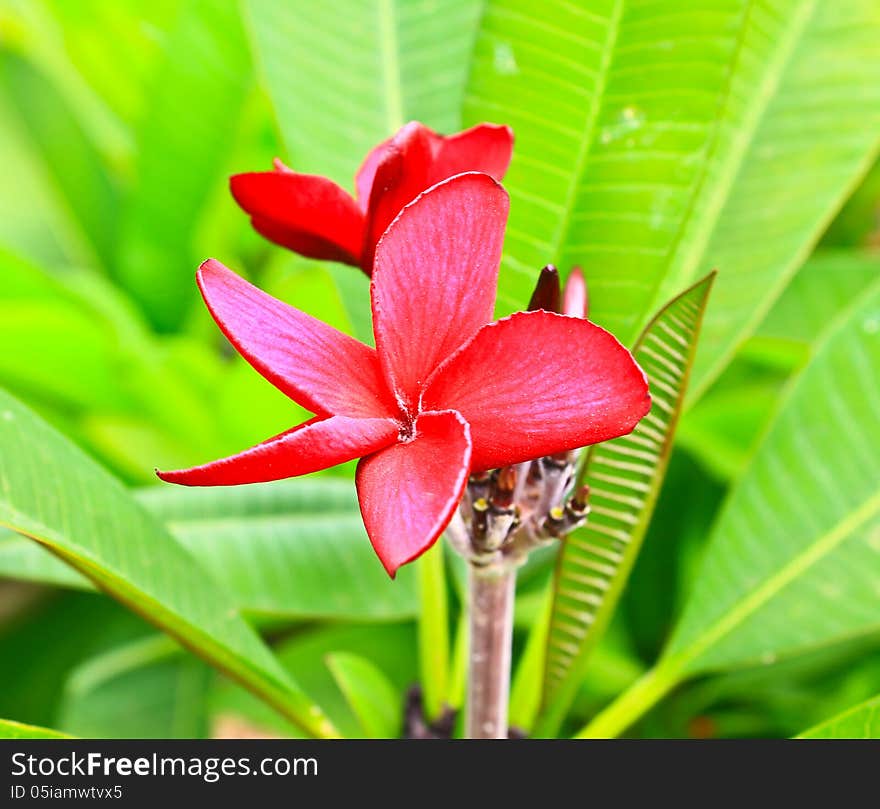 Frangipani flowers