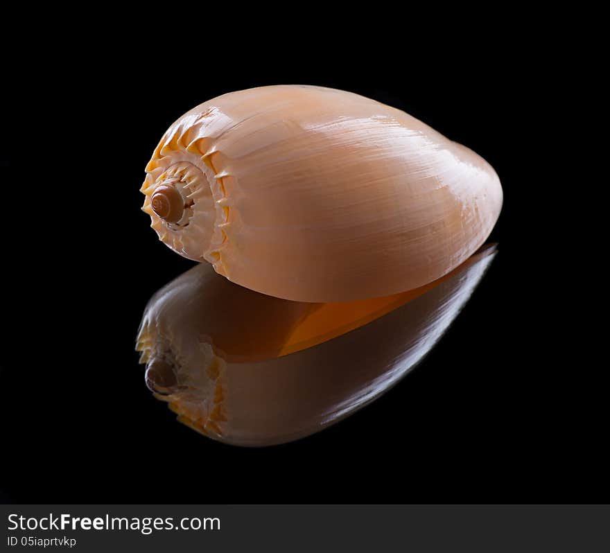 Sea shell with reflection on a black background