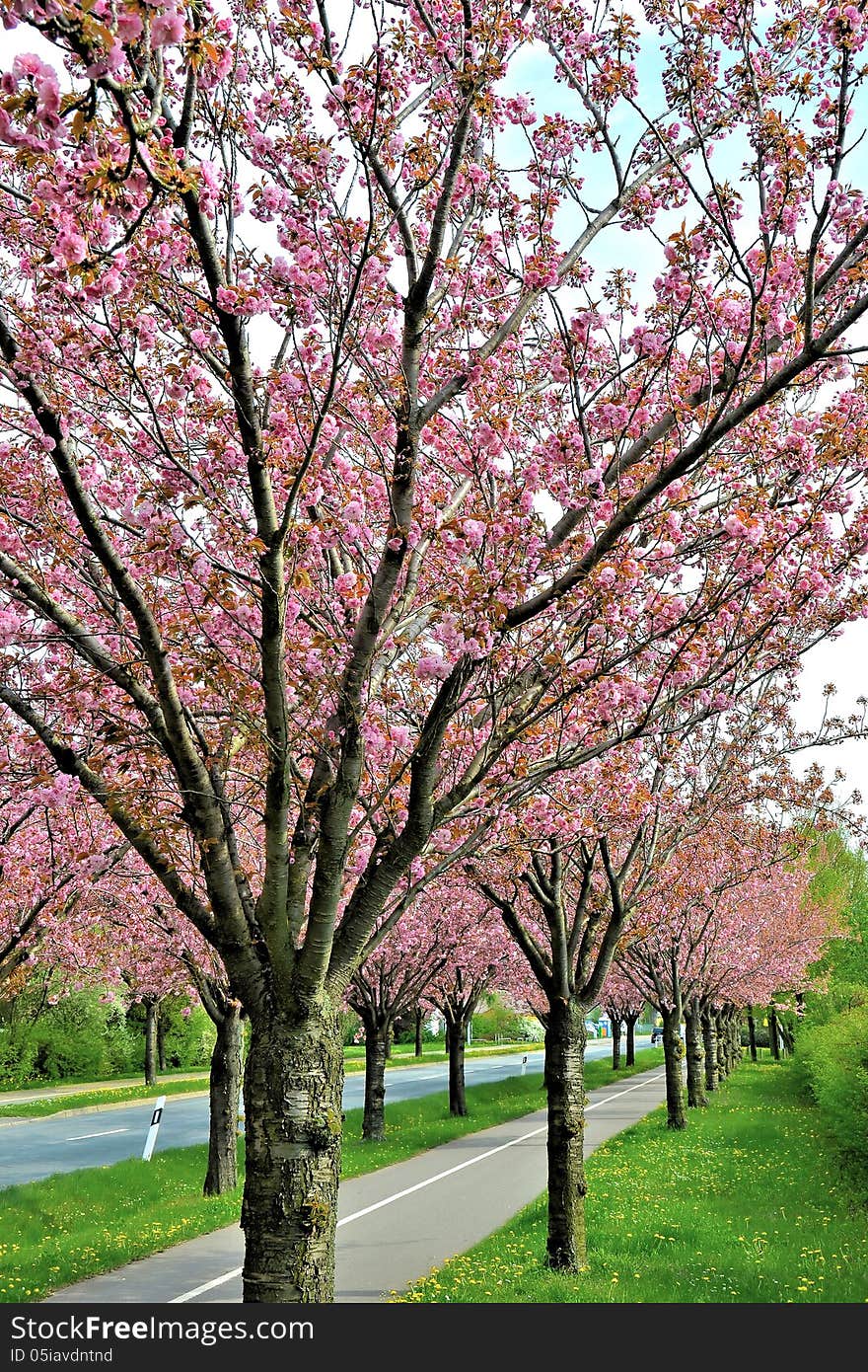 Flowering cherry trees along a road in the spring