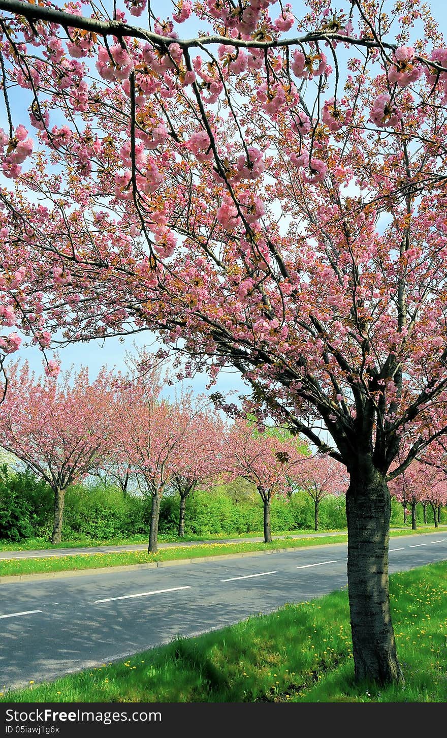 Flowering cherry trees along a road