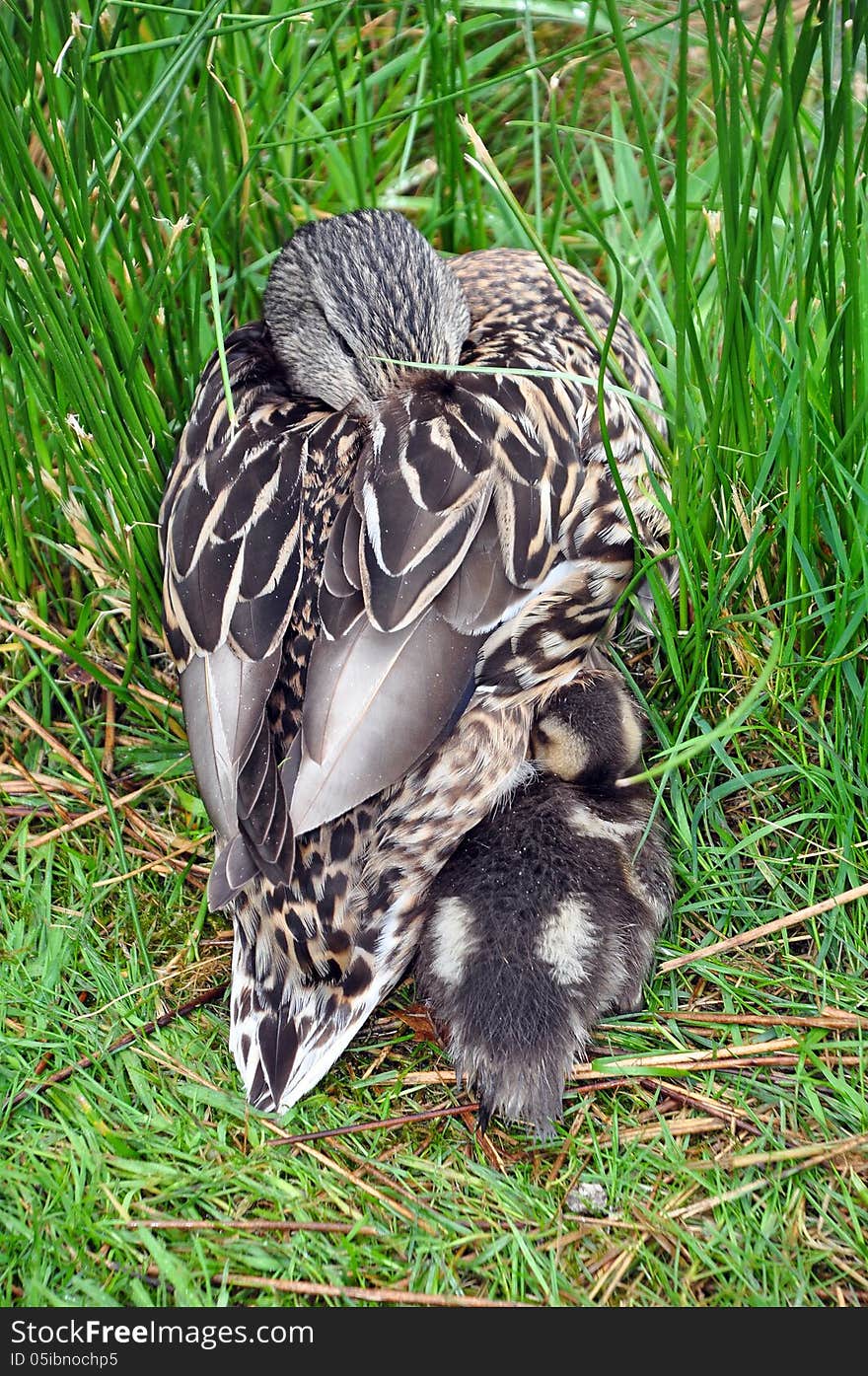 Mother mallard duck protecting her chick in the grass. Mother mallard duck protecting her chick in the grass