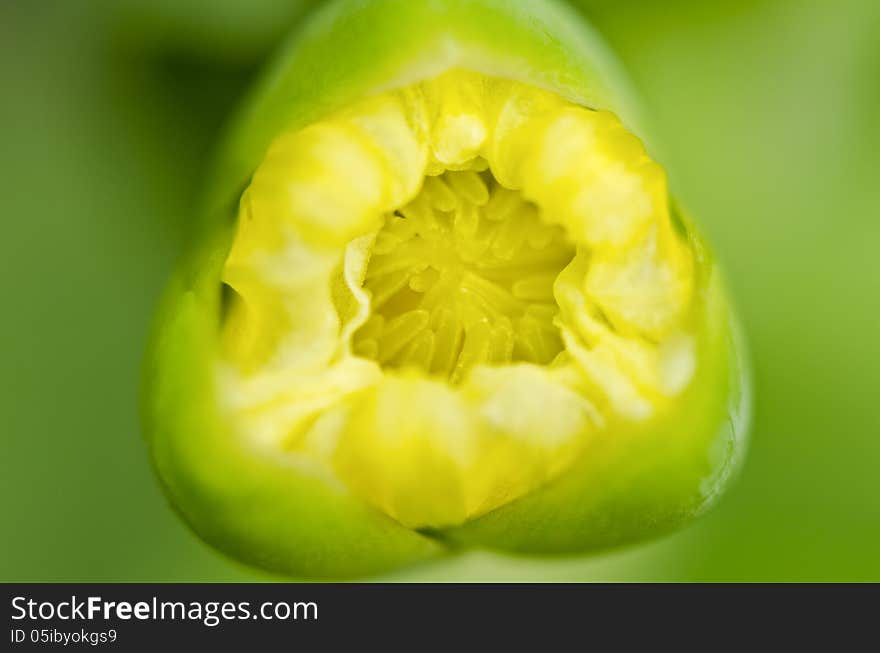 Limnocharis flava, Yellow Burr Head flower close-up