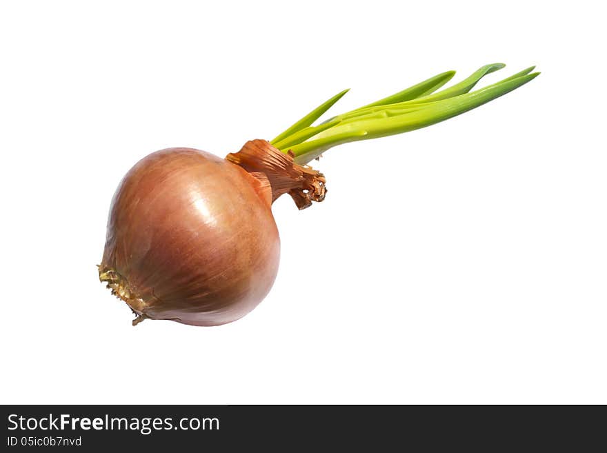 Bulb Onion