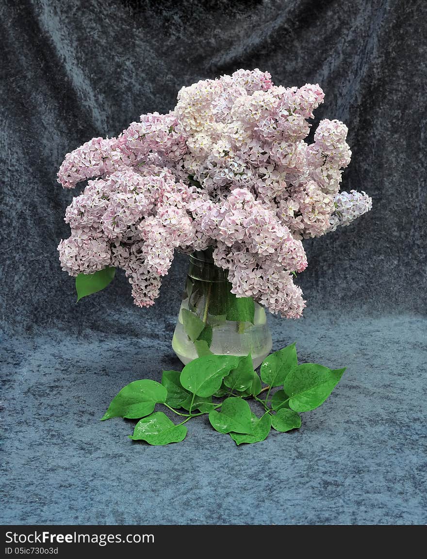Still life with a blooming branch of lilac. Still life with a blooming branch of lilac