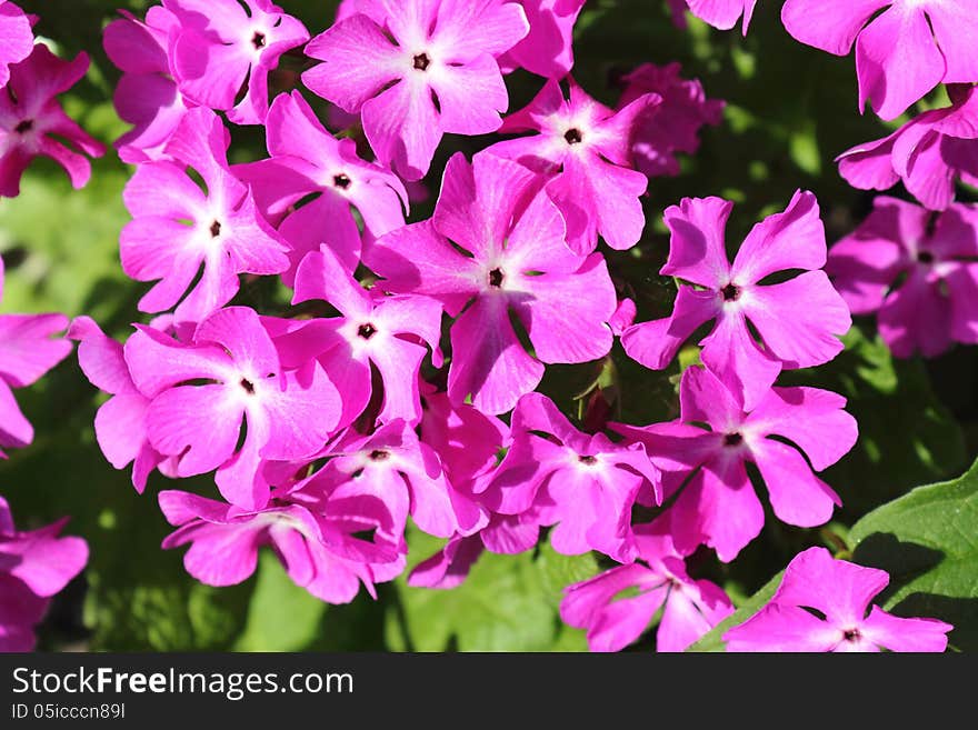 The pink flowers of a primrose shined with the sun, are photographed by a close up. The pink flowers of a primrose shined with the sun, are photographed by a close up