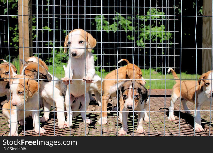 Puppies In a Pen