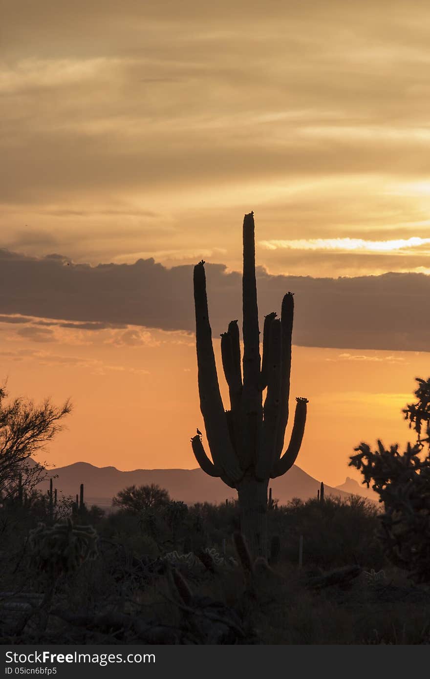 Desert Sunset