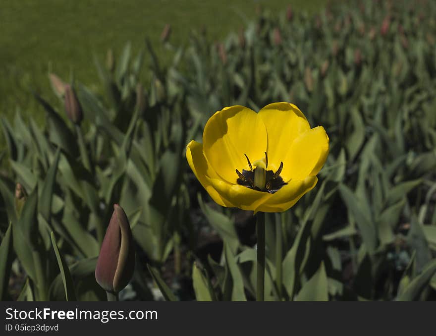 First Tulip.