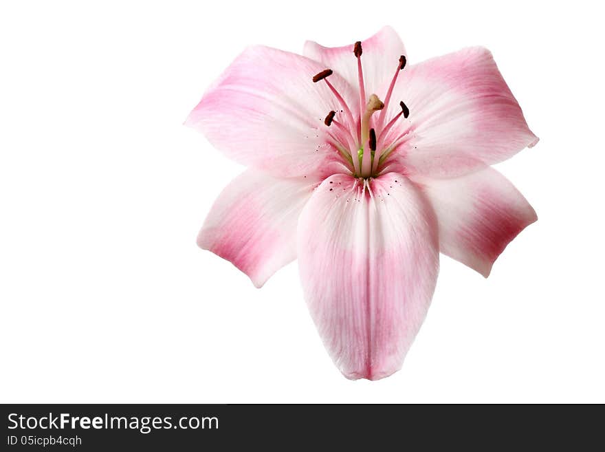 A beautiful lily flower (lilium genus) of light pink isolated on white background. A beautiful lily flower (lilium genus) of light pink isolated on white background.