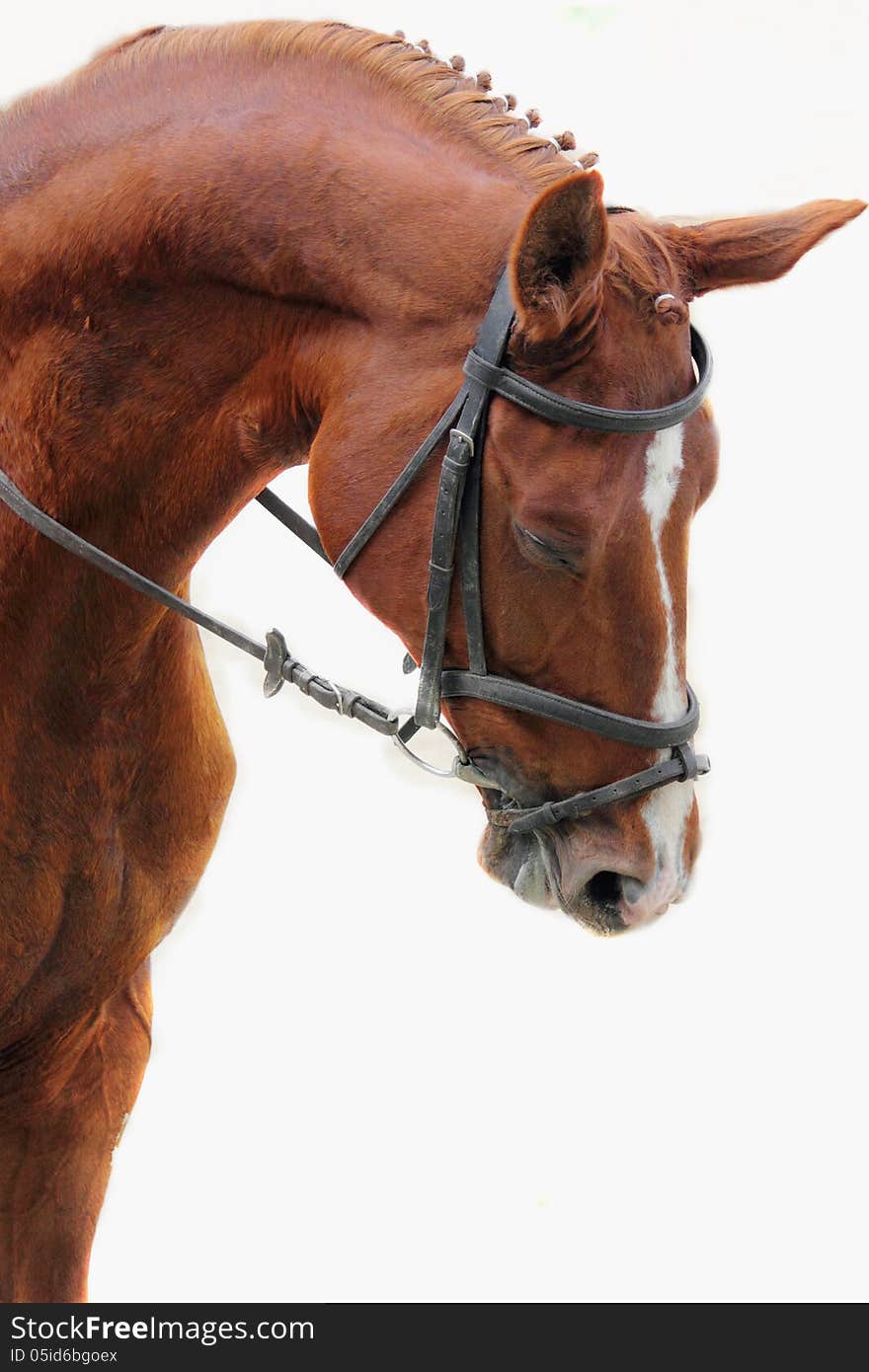 Portrait of arabian stallion