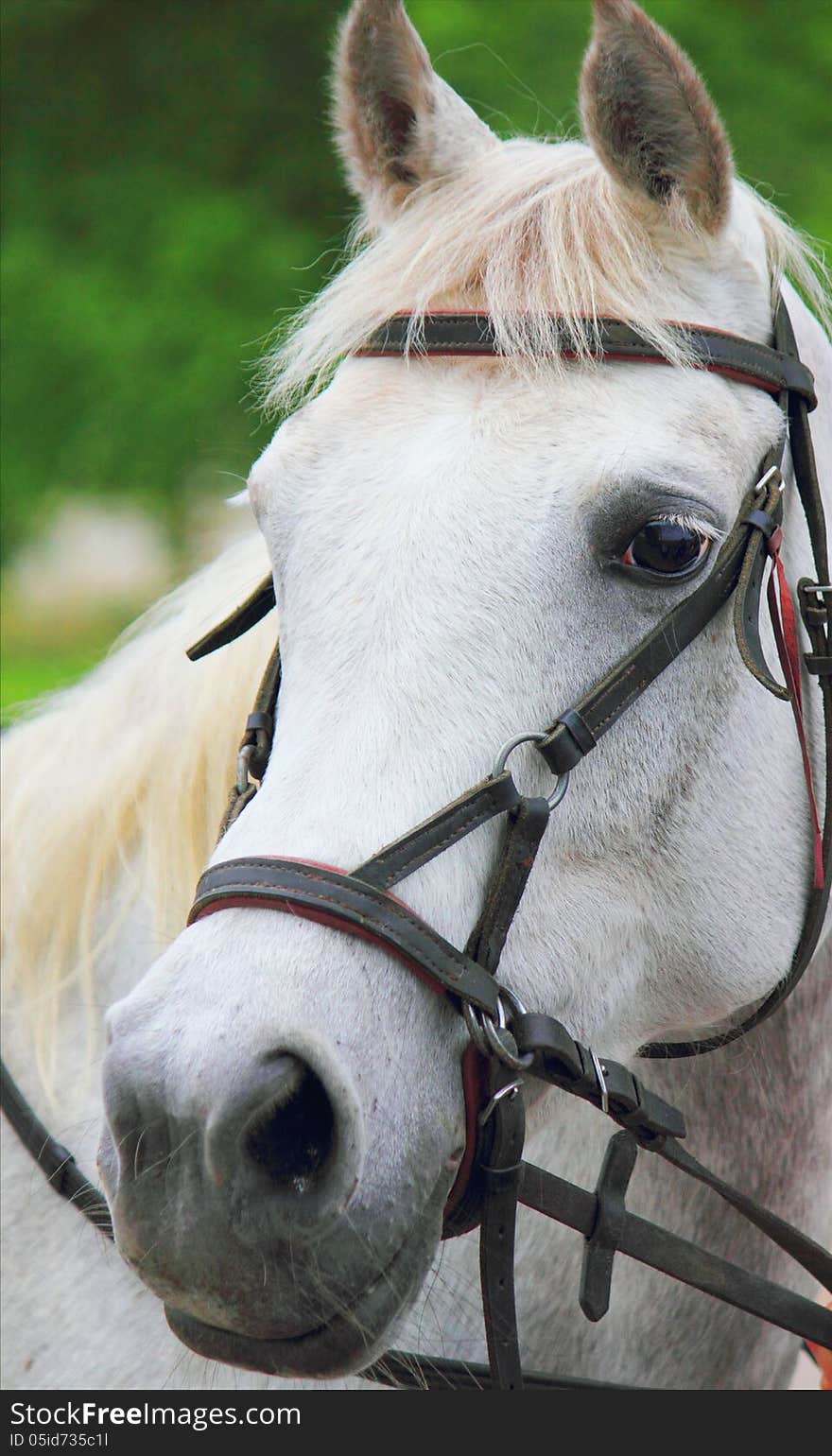 Portrait of arabian stallion (details)