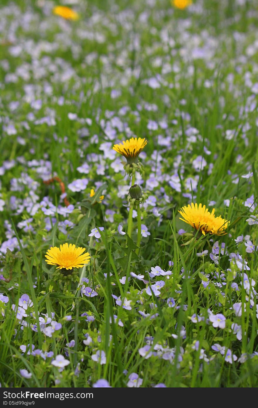 Field of spring flowers