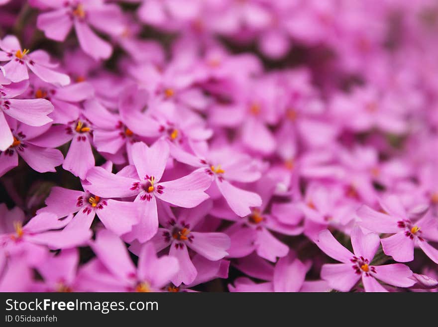 Beautiful flowers as a symbol of spring