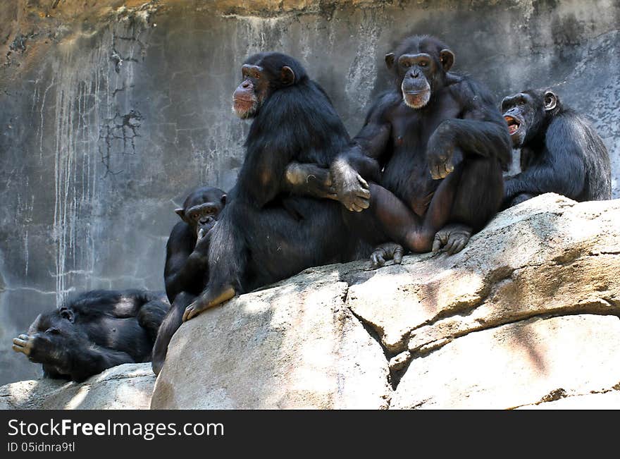 Group Of Male Chimps Sitting On Granite Ledge. Group Of Male Chimps Sitting On Granite Ledge