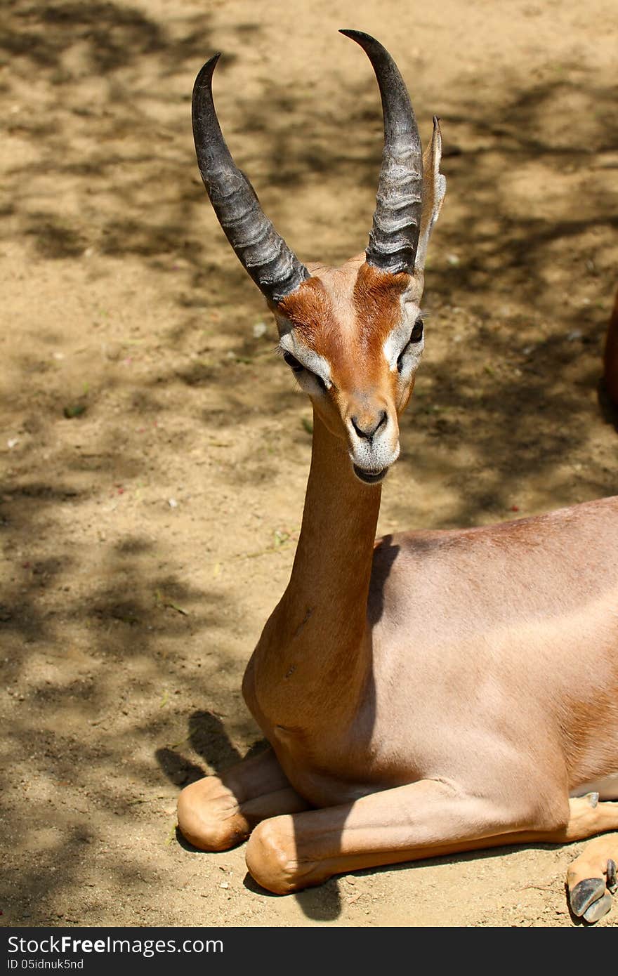 Gerenuk