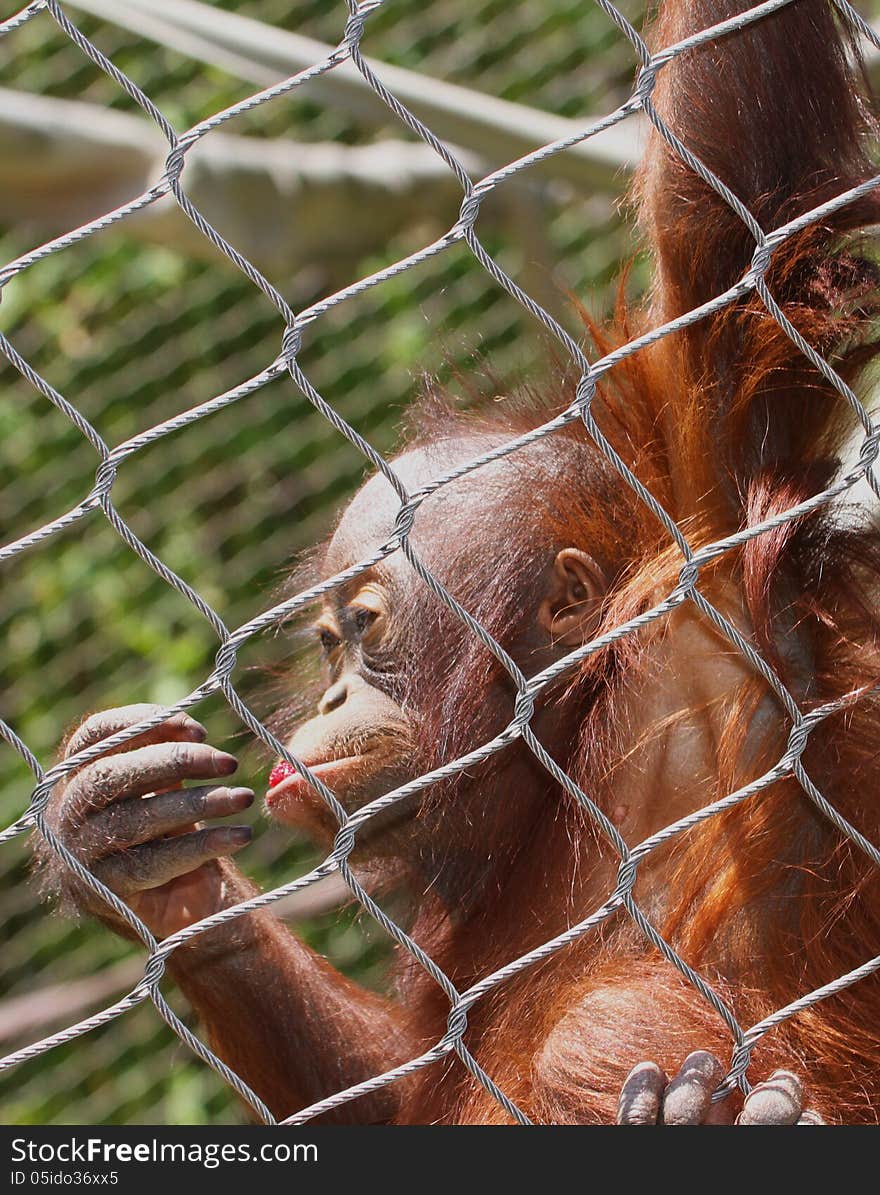 Young Orang Hanging From Enclosure Fence Looking At Hand. Young Orang Hanging From Enclosure Fence Looking At Hand