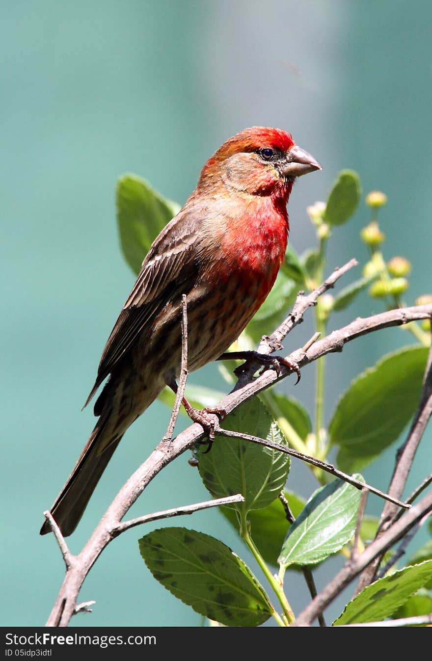 Common house finch with red head perched on tree branch. Common house finch with red head perched on tree branch