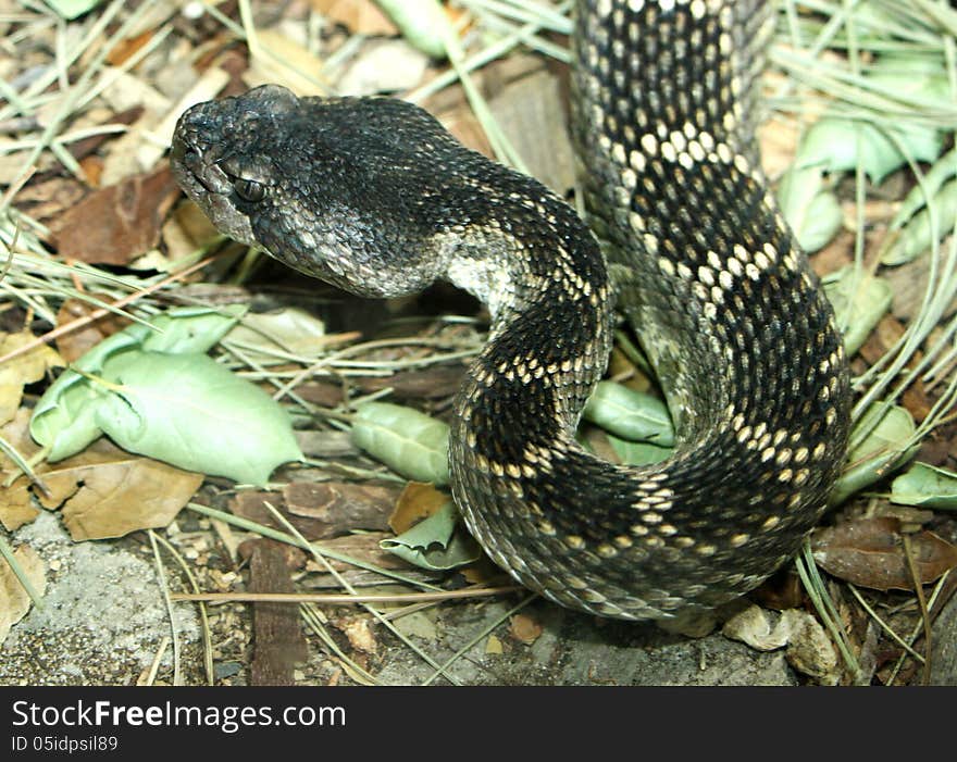 Venomous serpent crawling in leaves. Venomous serpent crawling in leaves