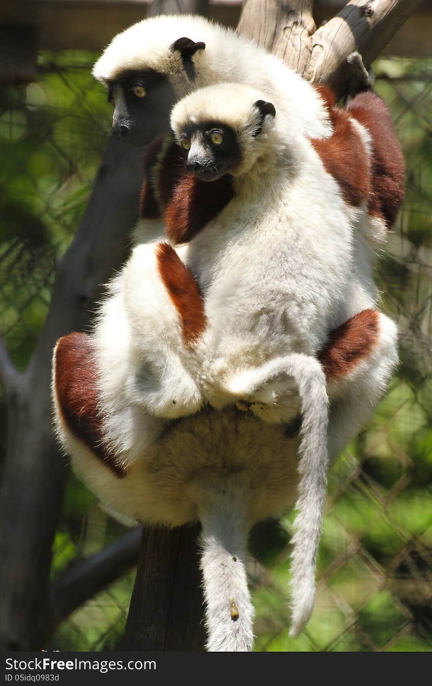 Primate Mom and Baby Sitting In Tree. Primate Mom and Baby Sitting In Tree